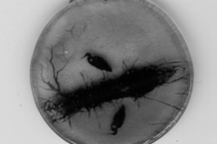 Nest- Lorena R Krause- photo on glass