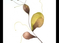 lorena-krause-gopop-127